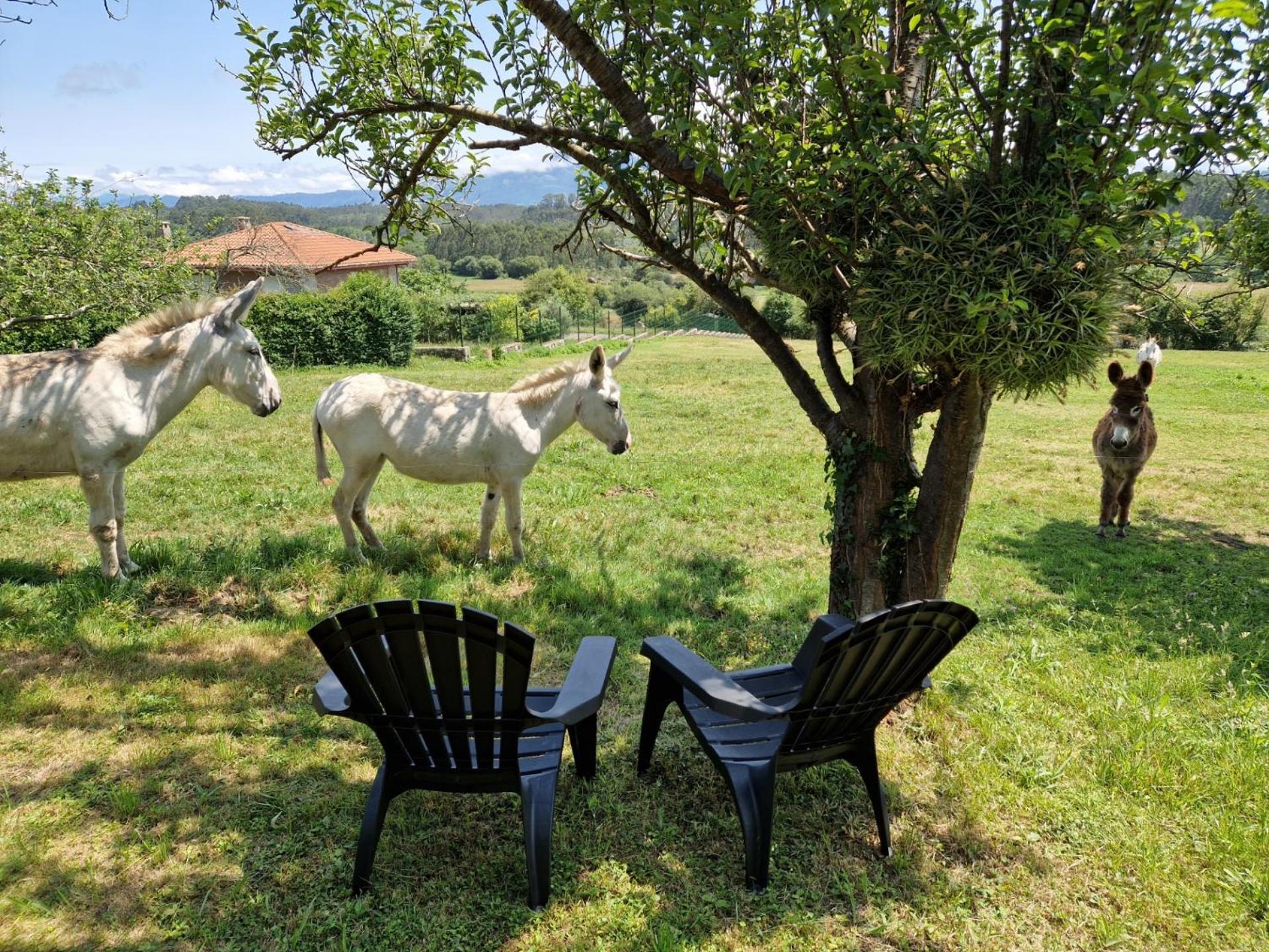Turismo Rural El Piensu Villaviciosa  Luaran gambar